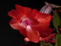 Thumbnail of 1959_Schlumbergera Hybride rot_20151108_04(1).JPG